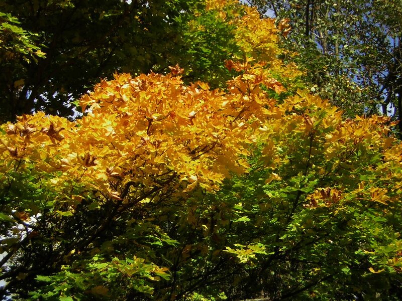 Autumn Maple Tree — Yellow, Serene, Photograph