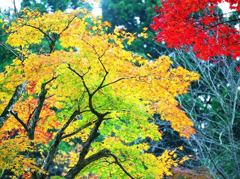 Autumn Maple Tree — Yellow, Serene