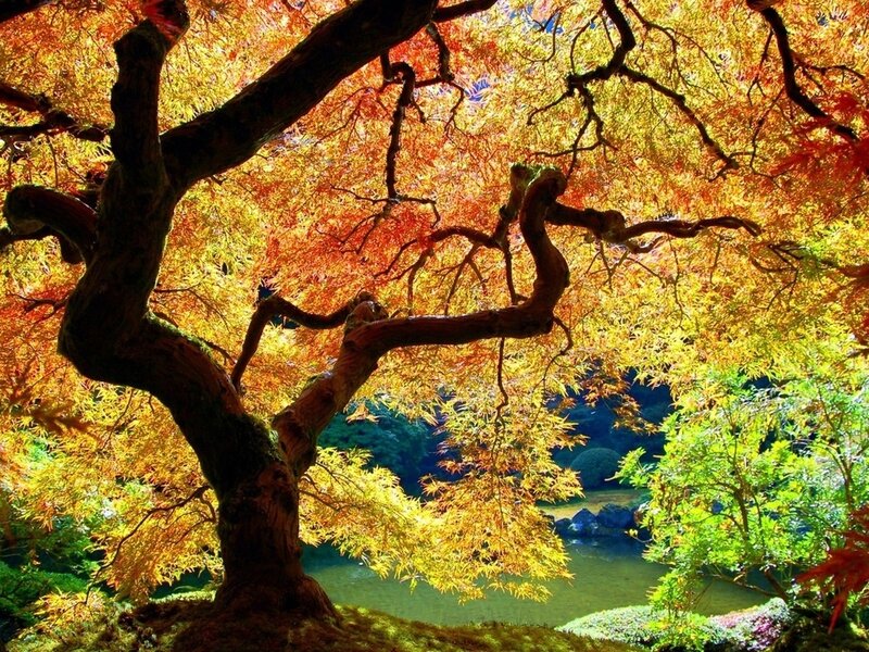 Autumn Maple Tree — Yellow