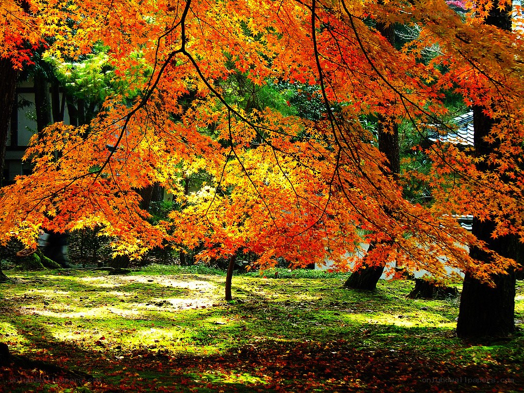 Autumn maple trees in a garden