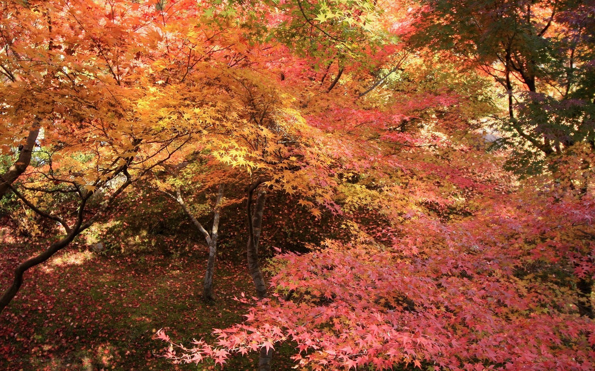 Autumn maple trees in full color