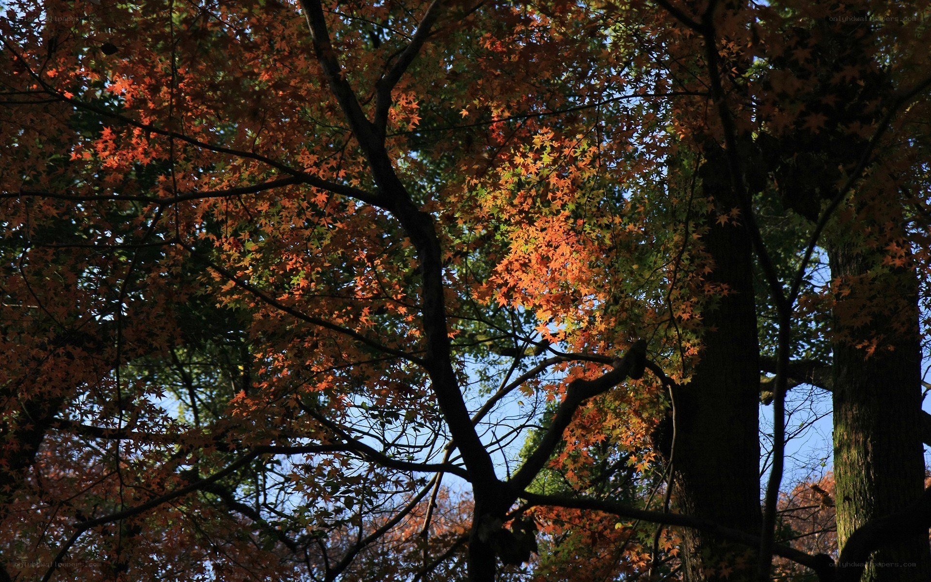 Autumn maple trees in sunlight