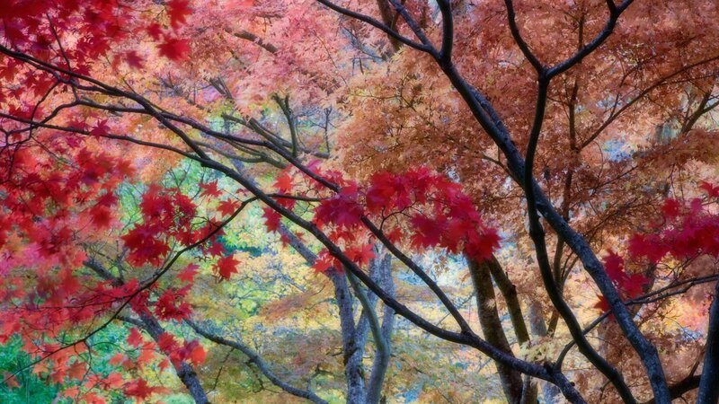 Autumn maple trees in vibrant colors