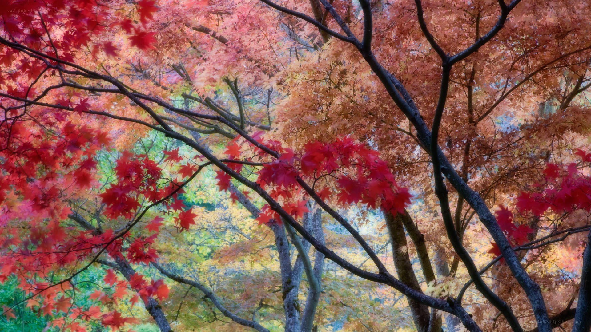 Autumn maple trees in vibrant colors