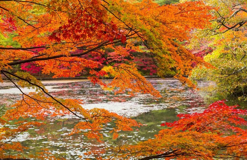 Autumn Maple Trees — Orange