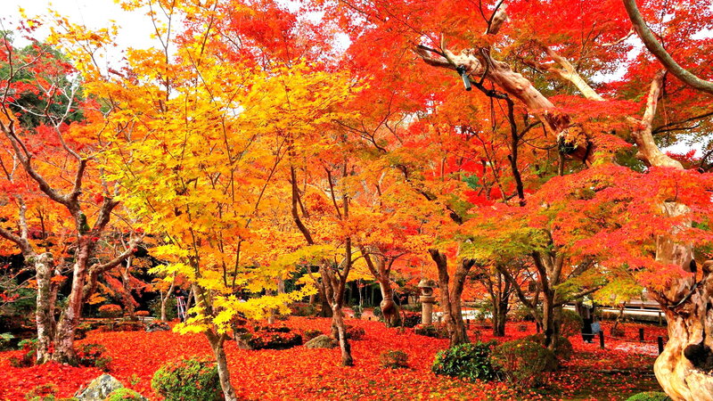 Autumn Maple Trees — Red, Serene, Photograph, Fallen Leaves, Stone Lantern