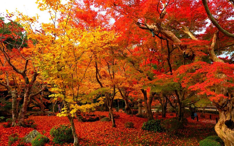 Autumn Maple Trees — Red, Serene, Photograph, Fallen Leaves