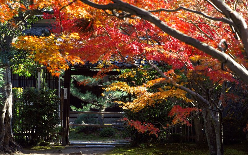 Autumn Maple Trees — Red, Serene, Photograph, Gate