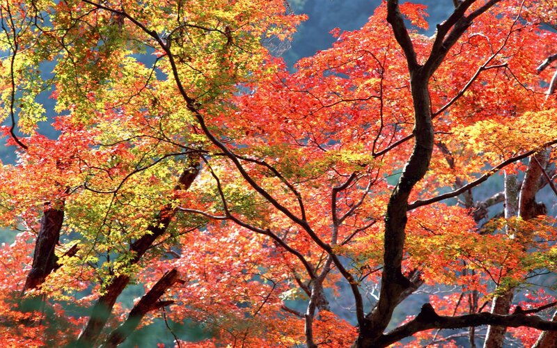 Autumn Maple Trees — Red, Serene, Photograph, Leaves, Branches