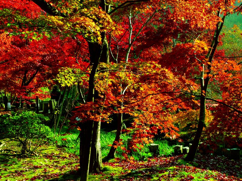 Autumn Maple Trees — Red, Serene, Photograph, Leaves