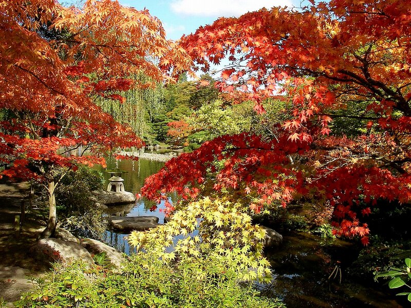 Autumn Maple Trees — Red, Serene, Photograph, Pond