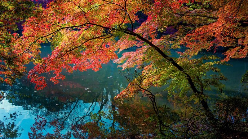 Autumn Maple Trees — Red, Serene, Photograph, River, Reflection