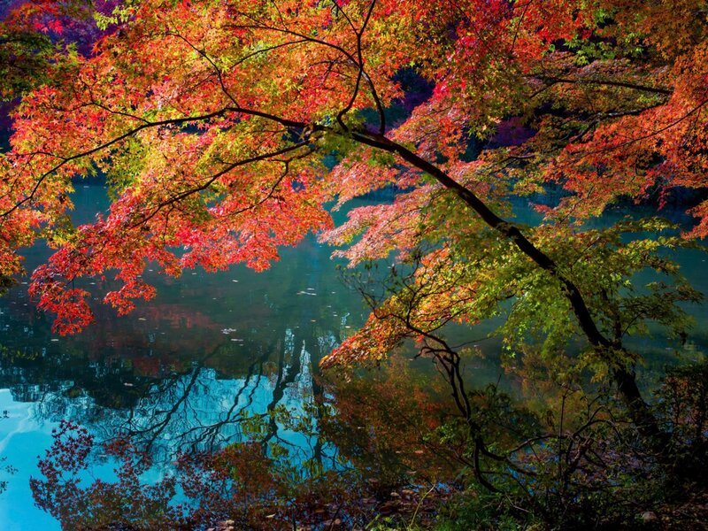 Autumn Maple Trees — Red, Serene, Photograph, River