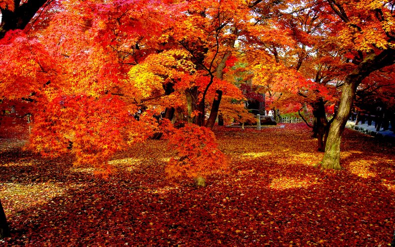 Autumn Maple Trees — Red, Serene, Photograph