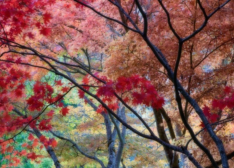 Autumn Maple Trees — Red, Serene