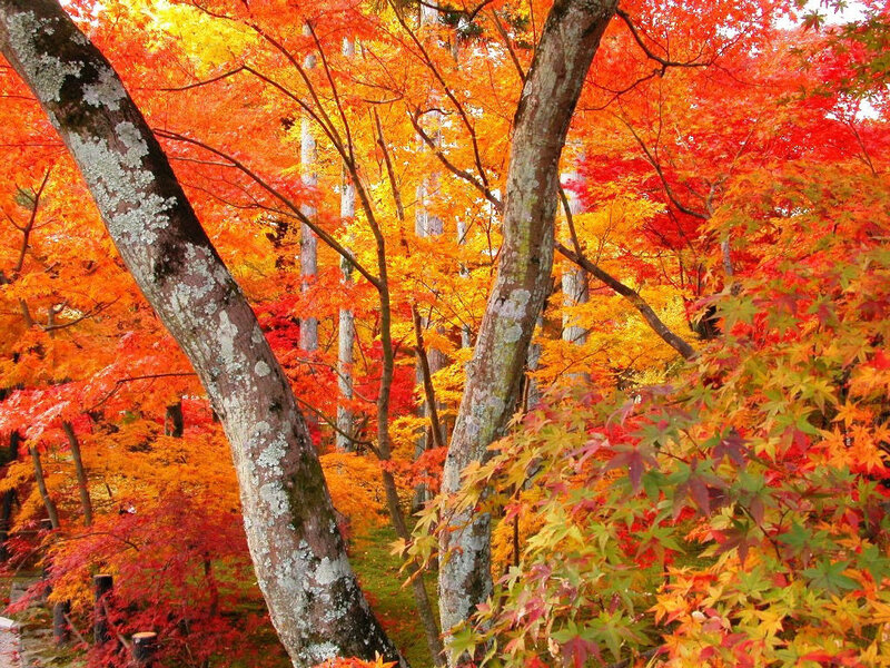 Autumn Maple Trees — Red