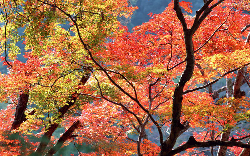 Autumn Maple Trees — Red, Vibrant, Photograph, Leaves