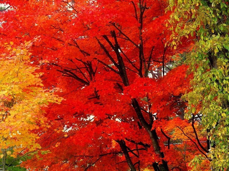 Autumn Maple Trees — Red, Vibrant