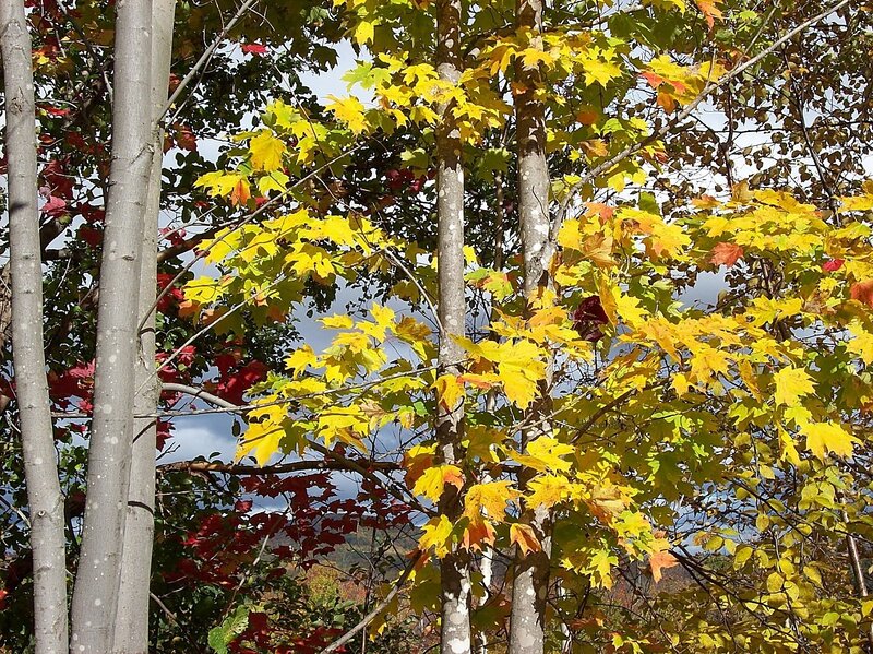 Autumn Maple Trees