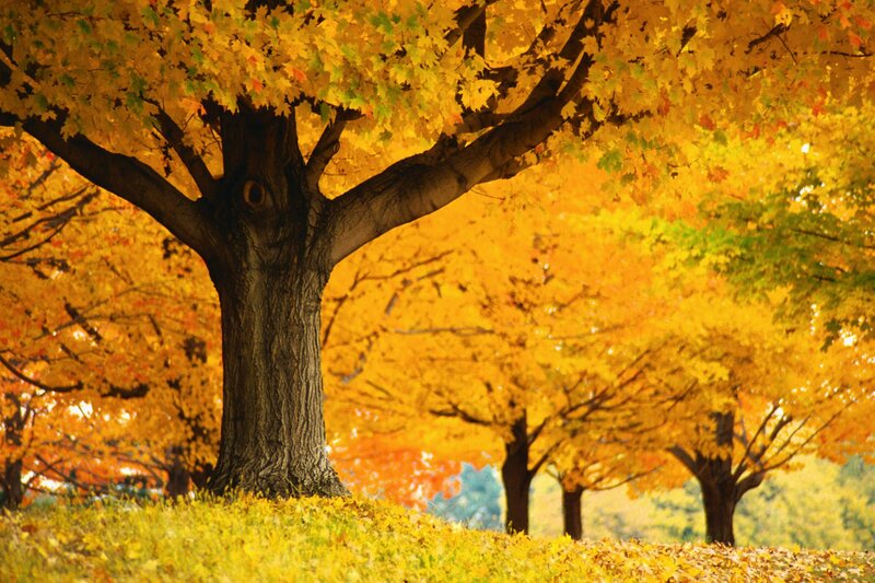 Autumn Maple Trees — Yellow