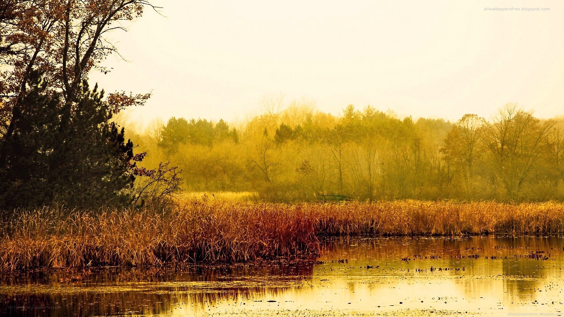 Autumn marsh at dawn