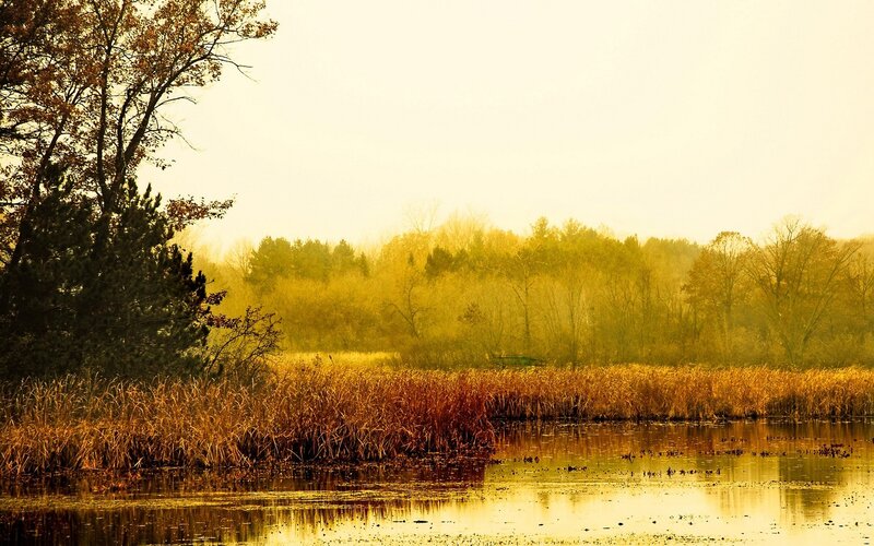 Autumn Marsh at Dawn — Gold