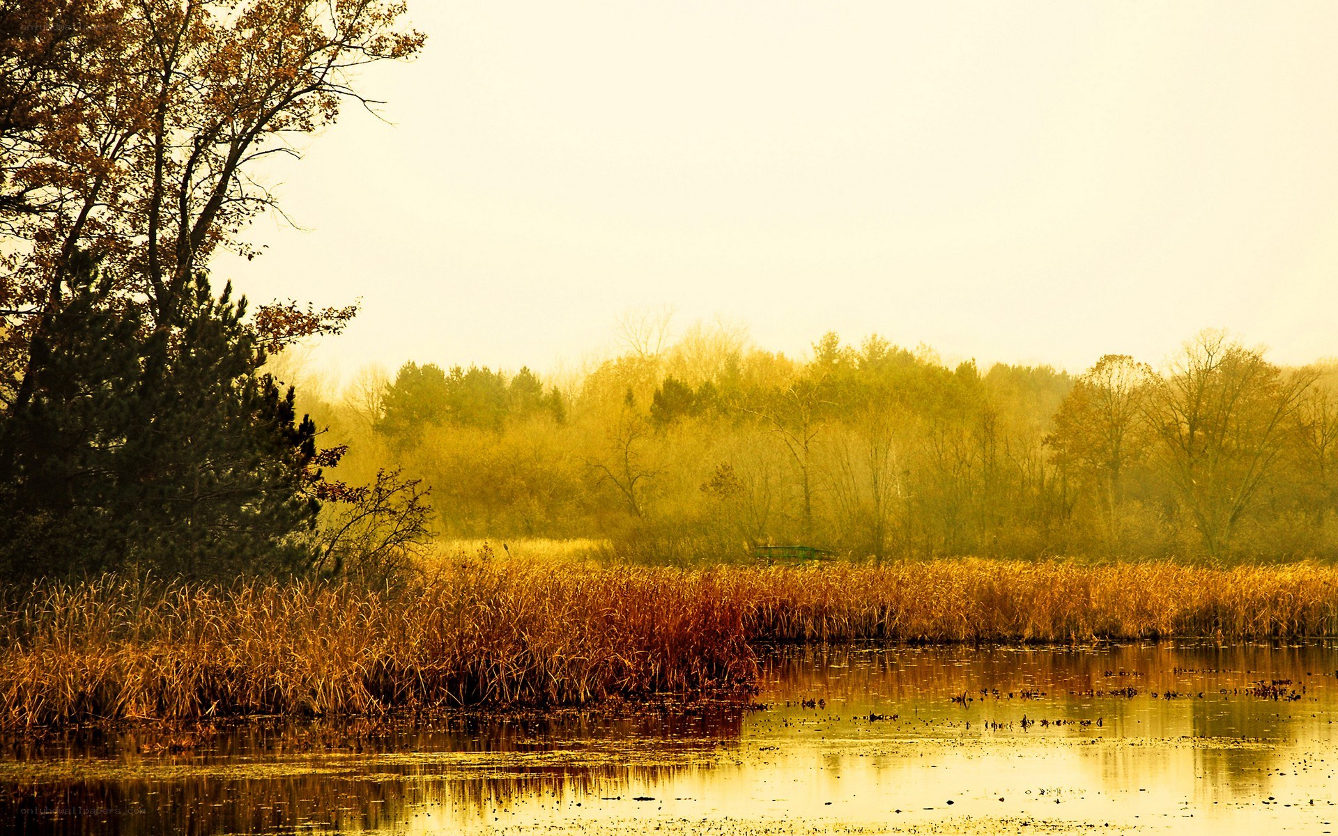 Autumn marsh at dawn