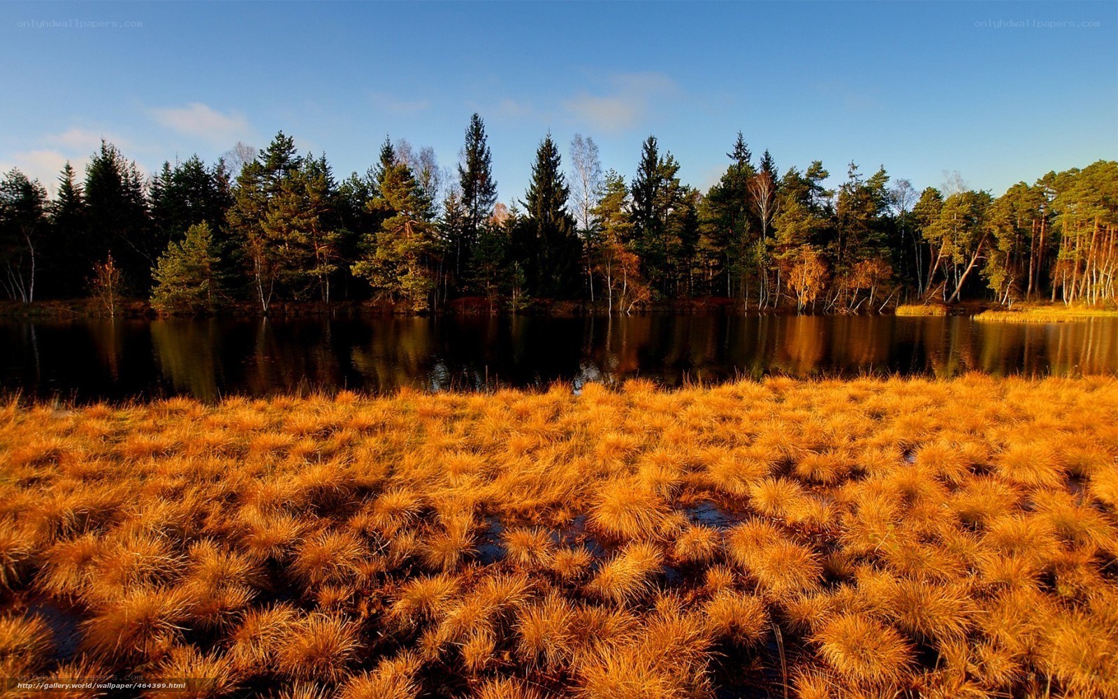 Autumn marsh by the lake