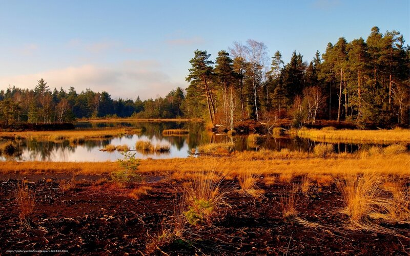 Autumn Marsh Landscape — Golden