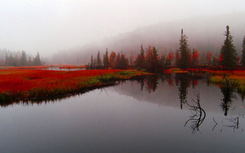 Autumn Marsh Landscape — Red