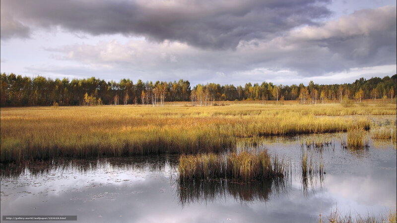 Autumn marsh landscape