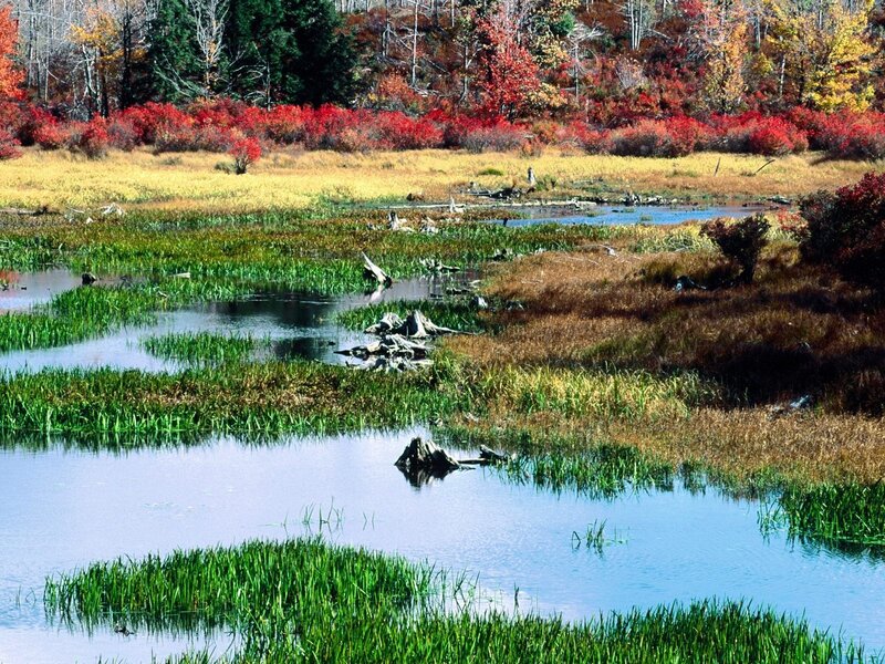 Autumn marsh with colorful foliage