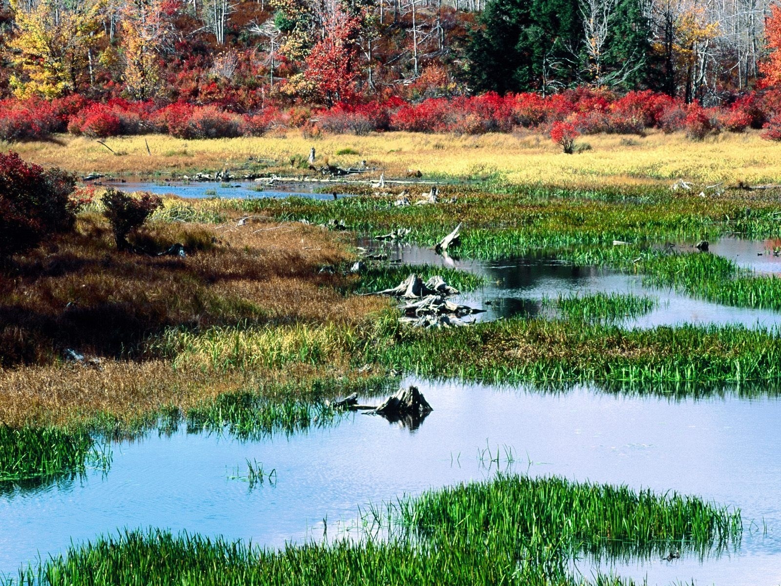 Autumn marsh with colorful foliage