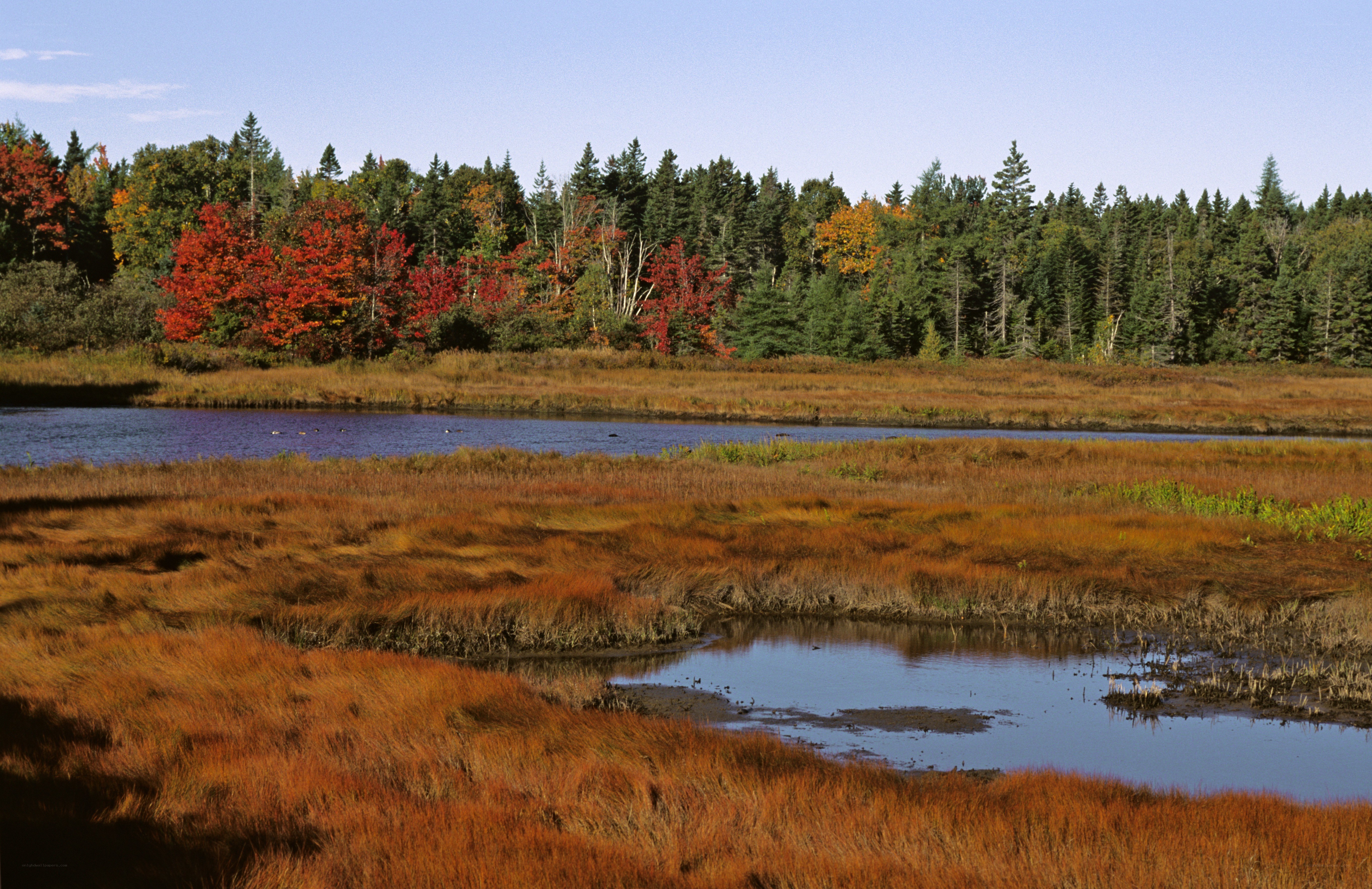 Autumn marsh with colorful trees