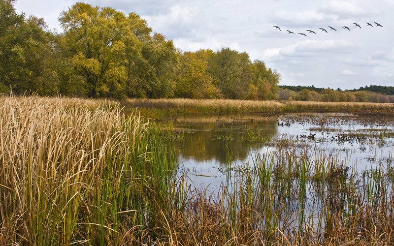 Autumn marsh with geese