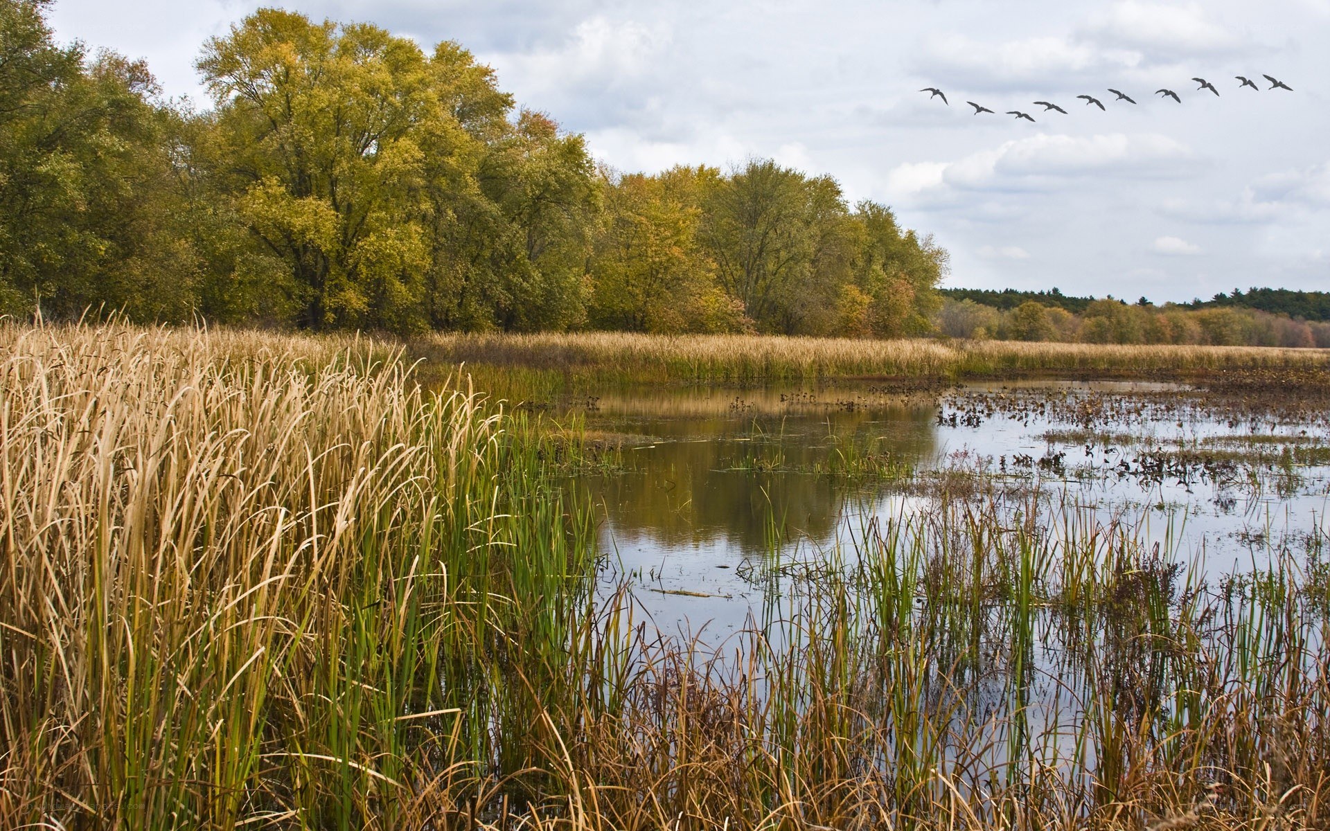Autumn marsh with geese