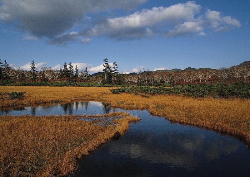Autumn marsh with stream