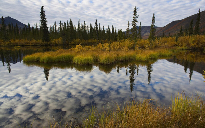 Autumn Marsh with Trees