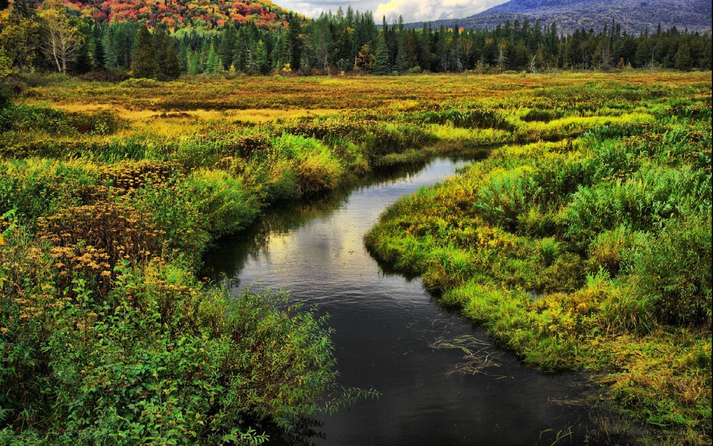 Autumn marsh with winding stream