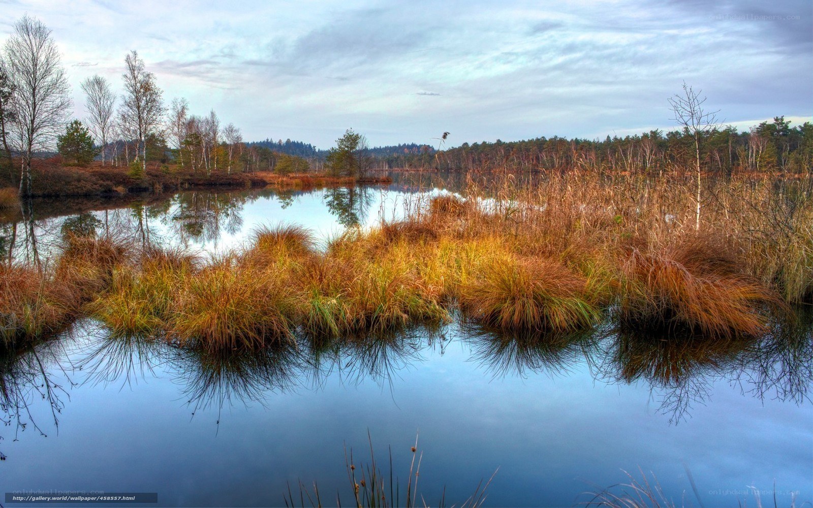 Autumn marshland at dusk
