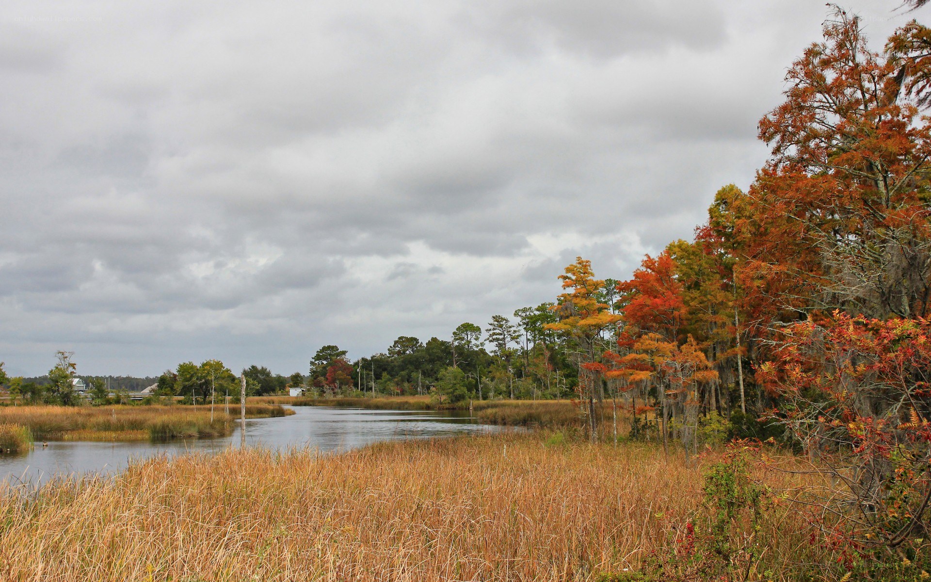 Autumn marshland with colorful trees