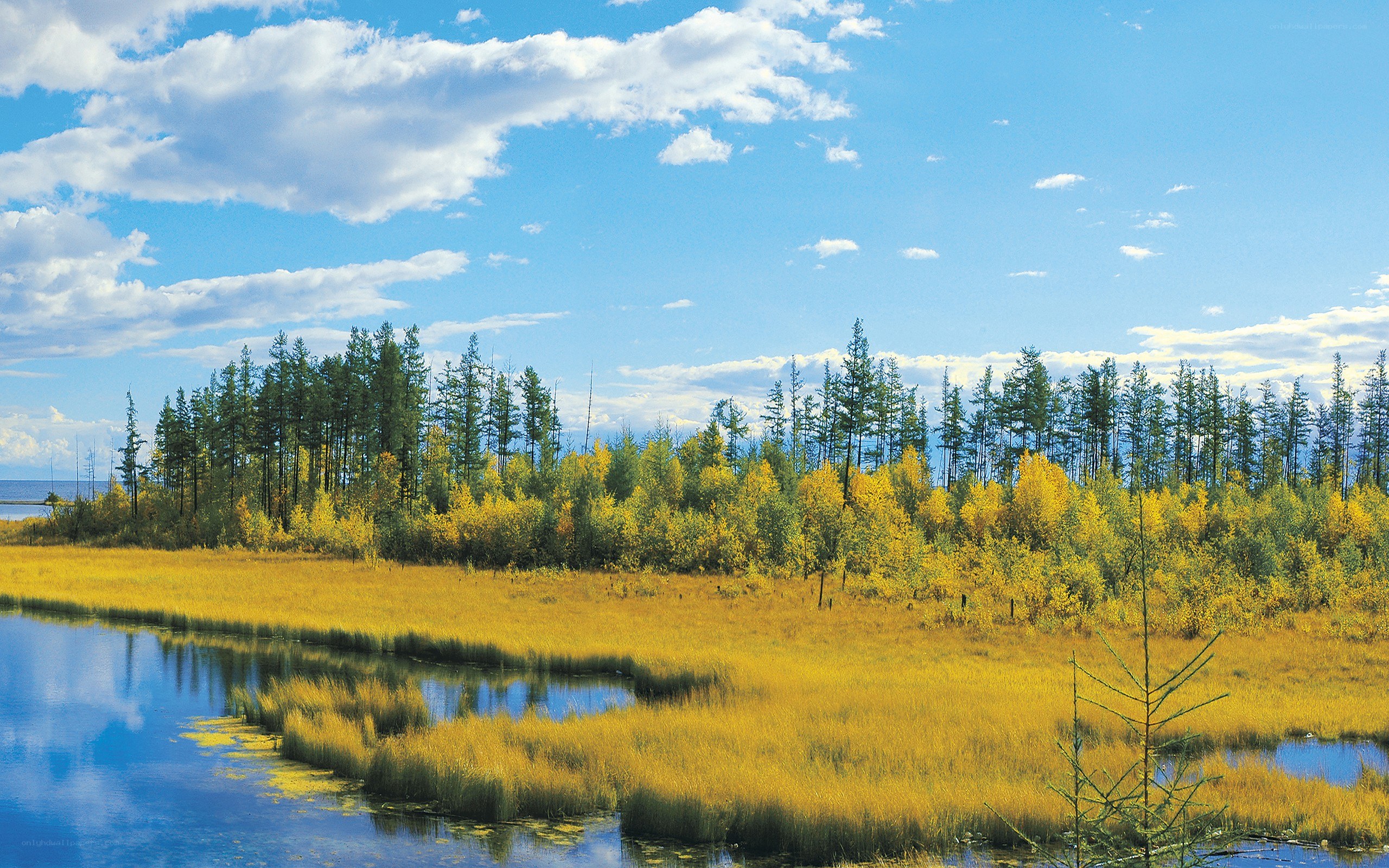 Autumn marshland with forest