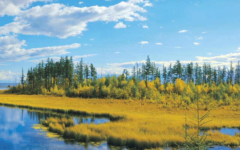 Autumn marshland with forest