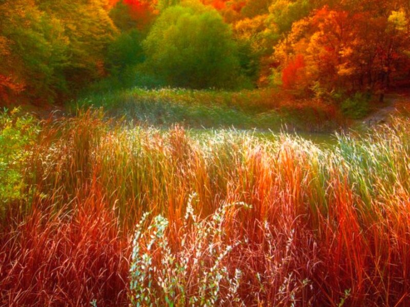 Autumn meadow by the pond