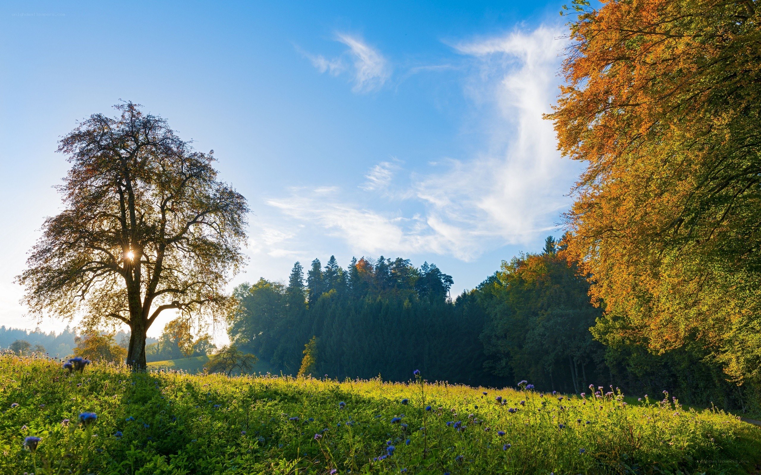 Autumn meadow with sunlit tree