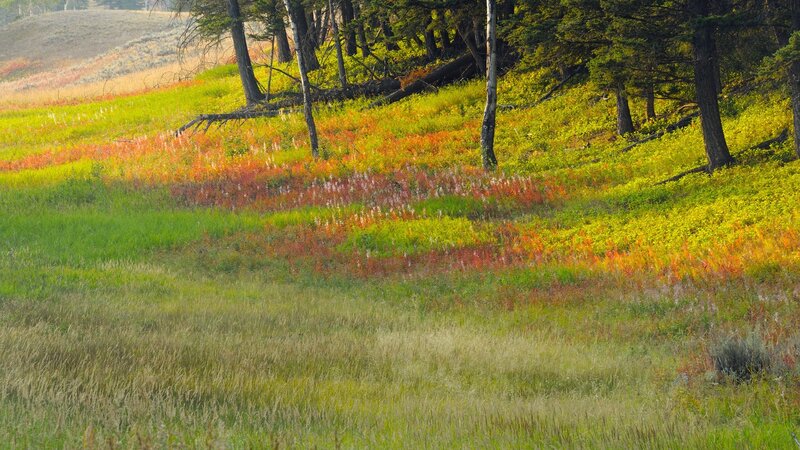 Autumn Meadow with Trees