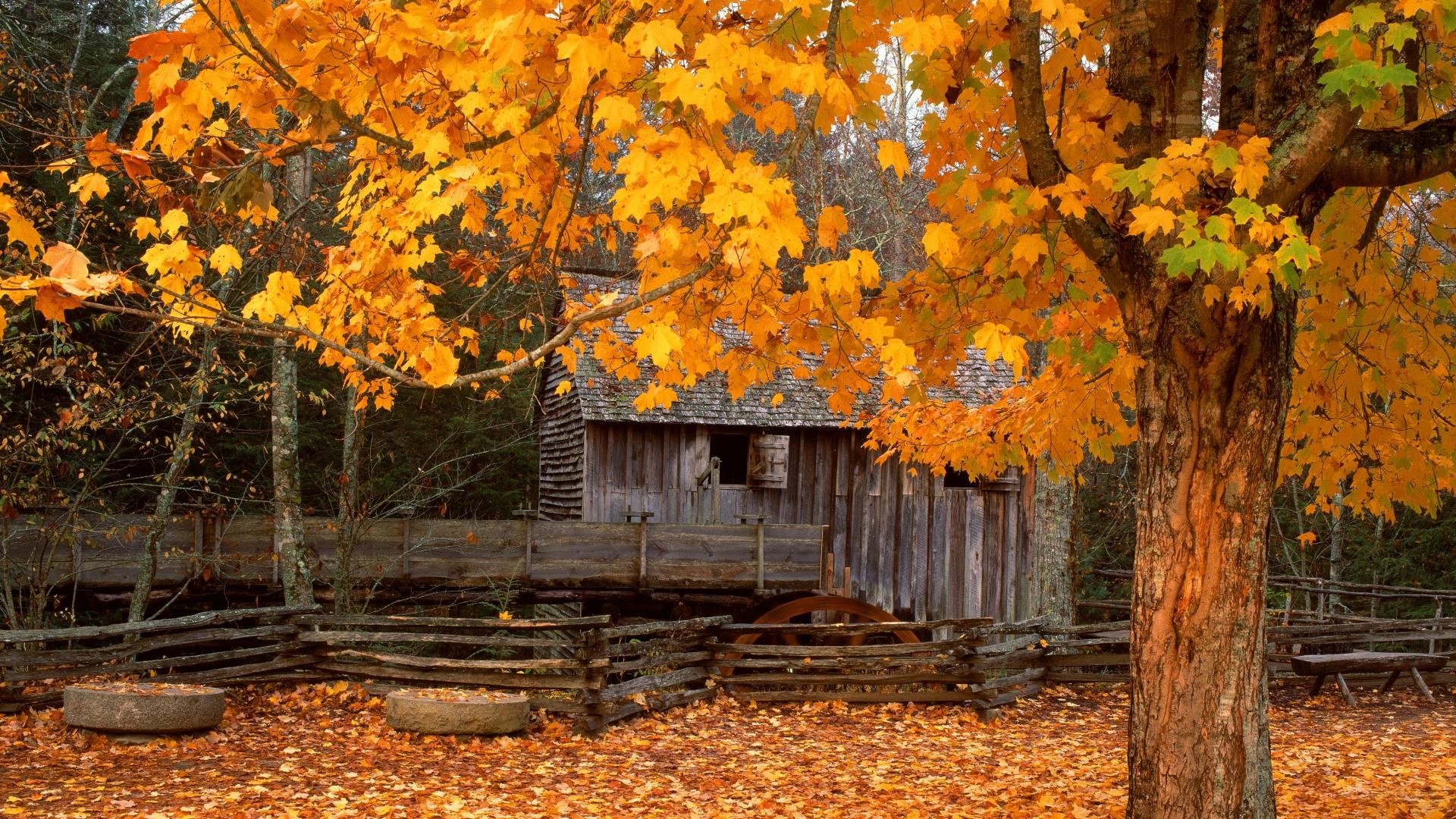 Autumn mill scene