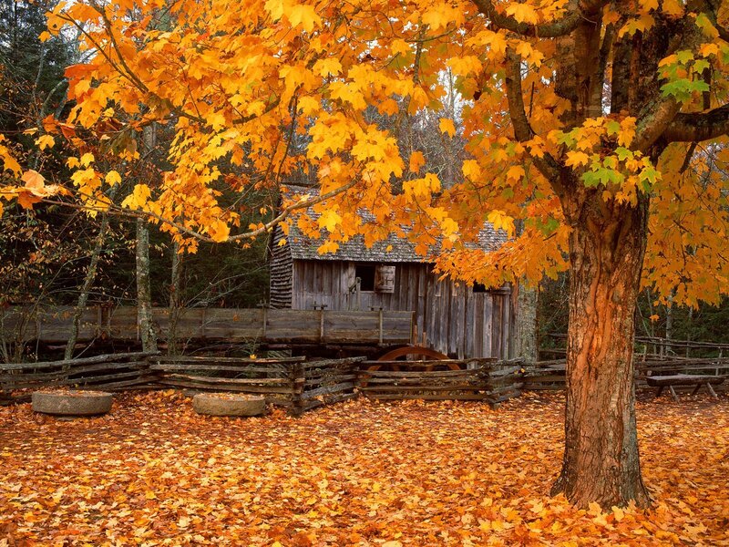 Autumn mill scene