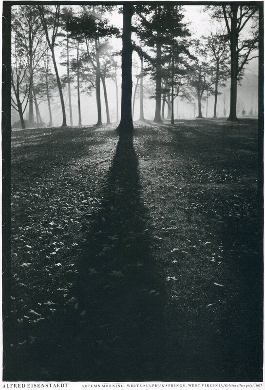 Autumn morning in a forest
