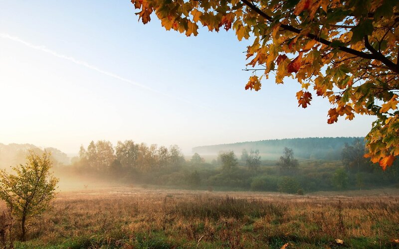 Autumn morning in the field